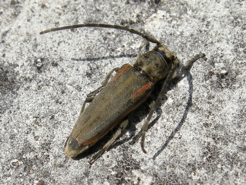 Musaria tirellii (Cerambycidae)